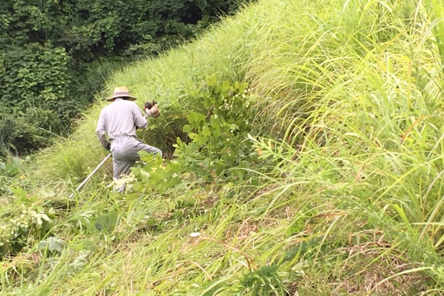 刈払機で草を刈る様子